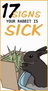 17 Ways To Know If Your Rabbit Is Sick Pet Bunny Rabbits Bunny Care Pet Rabbit Care