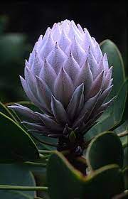Protea Bud Unusual Flowers Amazing Flowers Beautiful Flowers
