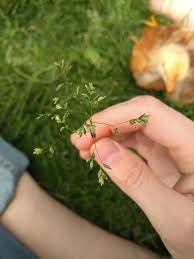 Grass Seed Grass Seed Grass Seeds