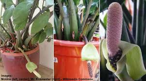 The first is division which means you divide the plant once it's an enormous size and too big for its pot. Zz Plant Guide Zamioculcas Care Propagation Toxicity And More