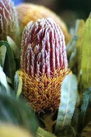 Maybe you would like to learn more about one of these? 56 Flower From Australia Ideas Flowers Plants Planting Flowers