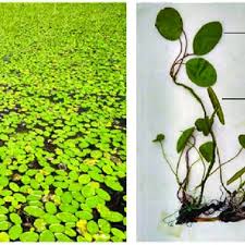 Image result for Brasenia