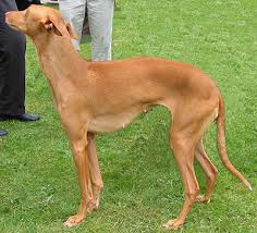 Pharaoh Hound Dog Primitive Dog Breeds From The Online Dog