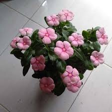 Maybe you would like to learn more about one of these? Griyo Sekar Bunga Vinca Jenis Tegak Tanaman Terbaru Agustus 2021 Harga Murah Kualitas Terjamin Blibli
