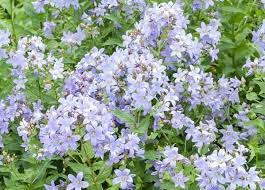 Campanula Lactiflora Prichard S Variety Aka Milky Bellflower Prichard S Variety Grows To 3 4 Ft Tall Campanula Blue And Purple Flowers Pretty Plants