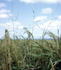 Image result for Oryza longistaminata