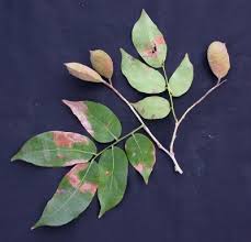 Image result for Crudia