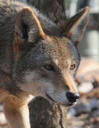 Pin On Beautiful Wolves