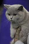 Grey Blue British Shorthair