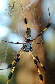 Black And Yellow Striped Spider Australia Red Marked Long Legged Female Banana Spider And Its Tiny Mate In Web Animals Amazing Spiders In Australia Spider