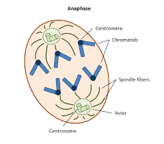 Securin is a protein which inhibits a prote Answer In Biology For Aniker 92292