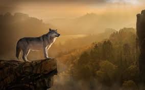 Awesome wolf wallpaper for desktop, table, and mobile. 140 4k Ultra Hd Wolf Wallpapers Background Images