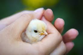 Like chewing the head off baby chickens in a normal day to day activity for him. Soft And Cute Baby Chicks Can Spread Germs And Illness Wyoming Department Of Health