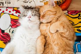 Can you identify these 18 disney cats? Introducing Cats To Cats American Humane American Humane