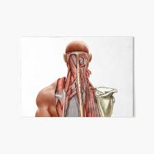 Chapter 2 osteology of the head and neck 12. Human Anatomy Showing Deep Muscles In The Neck And Upper Back Art Board Print By Stocktrekimages Redbubble