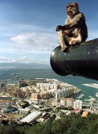 Book a dolphin trip online here, rock tour or day trip to gibraltar. Gibraltar Euthanizing Aggressive Monkeys