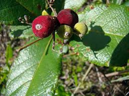 Image result for Guettarda