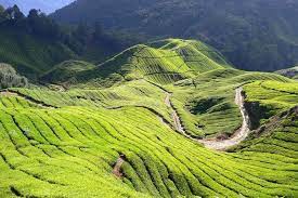 Cameron highlands is the most popular of the highland retreats in malaysia. Cameron Highlands Tour Von Kuala Lumpur Aus 2021 Tiefpreisgarantie