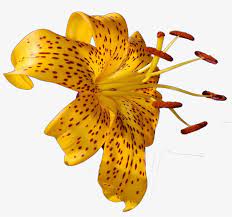 Png Images Of Tropical Flowers Png Transparent Library Tropical Flower Photo Png Transparent Png Tropical Flowers Tropical Flowers Bouquet Flower Photos