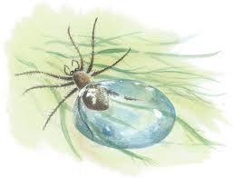Water spider, also known as diving bell spider, is the only spider that lives underwater. The Scuba Diver Spider Chris Sandford