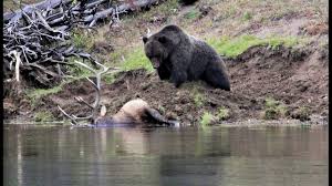Black bear attacks are much rarer than grizzly bear attacks are. The 24 Hours Following Grizzly Kills Bull Elk In Yellowstone Youtube