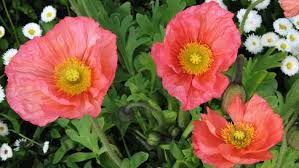 Find over 100+ of the best free winter flowers images. Which Flowers Bloom In Mid Winter Stuff Co Nz