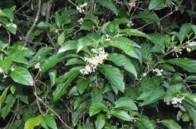 Image result for Solanum cyaneopurpureum