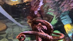 Jun 08, 2021 · kraken, the largest cryptocurrency exchange in europe by euro trading volume, has today announced it will support parachain auctions in time for the first rounds taking place on kusama, the. Seattle Aquarium Releases The Kraken Kiro 7 News Seattle