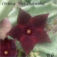 Image result for Orbea melanantha