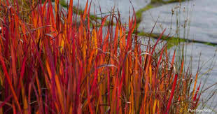 7 years ago7 years ago. Japanese Blood Grass Care How To Grow Imperata Cylindruca