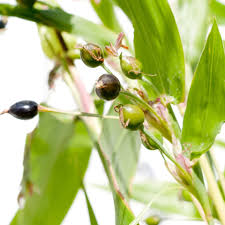 Image result for Coix