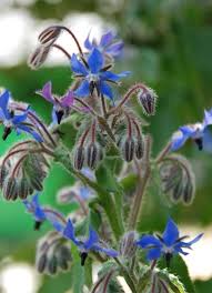 Flowers for sale flowers canada tequila birthday wishes for boyfriend. Organic Herb Borage A Tamar Organics