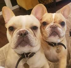 We did not find results for: Pleasanton Ca 94566 Veterinarian Paws Of Pleasanton Animal Hospital