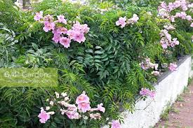 Image result for Podranea