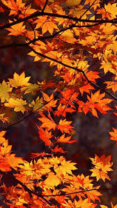 Cute aesthetic fall halloween iphone wallpaper. 13 Cute Autumn Iphone Wallpaper Basty Wallpaper