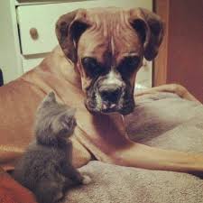 Boxer & Kitten Love | Kitten love, Cute animals, Kitten