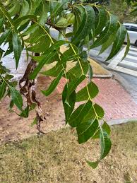 Image result for Carya illinoinensis