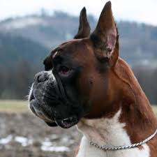 Mediterranean Man Adli Kullanicinin Dog S Panosundaki Pin