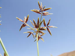 Image result for Cyperus sp.no.7