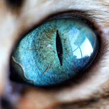 Welcome To Favriver Com Ojos De Animales Ojos De Gato Animales De Cerca