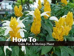 It will cause the blooms to drop off and will eventually kill the plant. Shrimp Plant Care How To Grow Shrimp Plants