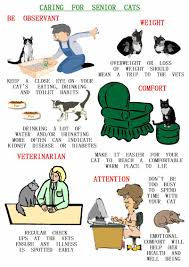 Carving For Senior Cats Elderly Cats Senior Cat Care Cat Care Cat Care Tips