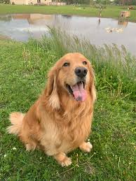 Four Year Old Golden Retriever Has Tummy Full Of Trouble