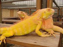 Albino Iguanas Reptiles Y Anfibios Iguanas Animales Albinos
