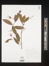 Image result for Maerua nervosa