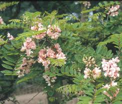 Image result for Robinia