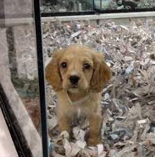 Despite what they may tell you, most pet stores do sell puppy mill puppies. California Becomes First State To Ban Selling Animals From Kitten And Puppy Mills The Dodo