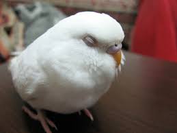 Muhabbet Kusu Muhabbet Kuslari Egitimi Uremesi Albino Muhabbet Kusu