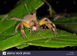 Giftigste spinne der welt in harzer. Brasilianische Wandering Spinne Oder Bananenspinne Phoneutria Gattung Spinne Familie Ctenidae Tambopata Nature Reserve Stockfotografie Alamy