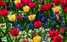 Petunia white/ purple colors flowers with designer green leaves. Wallpaper Greens Nature Yellow Blue Tulips Red White Flowers Buds Forget Me Nots Images For Desktop Section Cvety Download